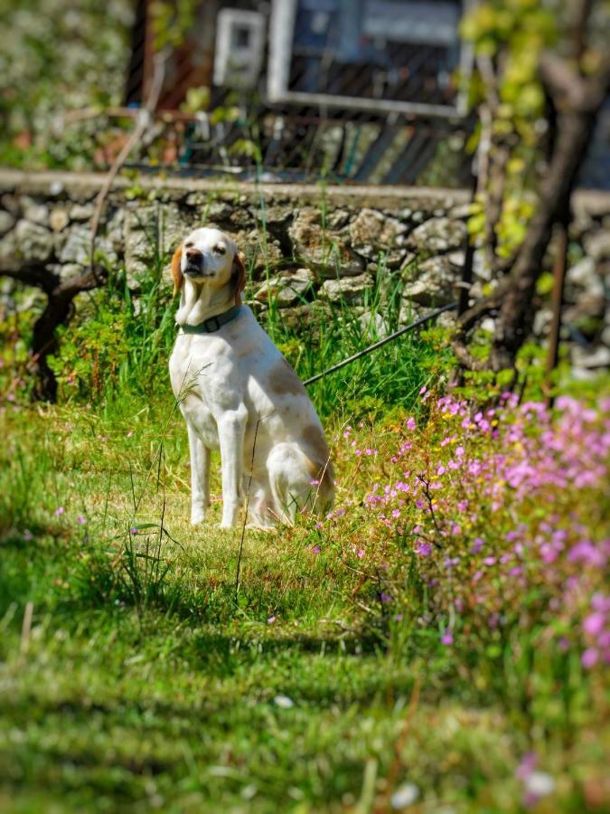 Green Garden Guesthouse Shkoder Bagian luar foto